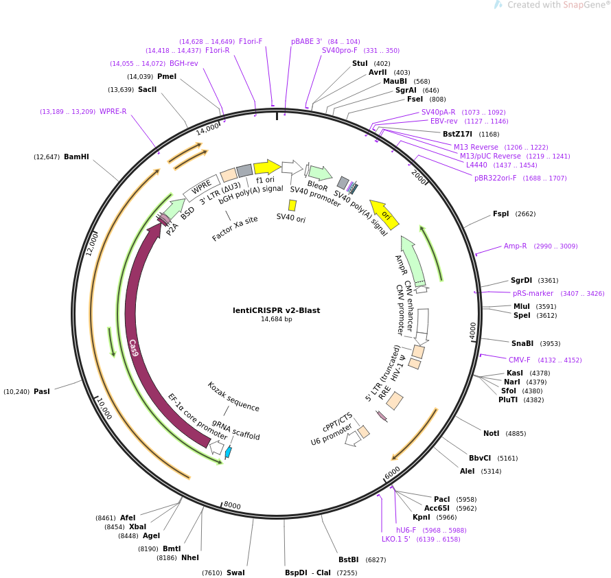lentiCRISPR v2-Blast质粒图谱